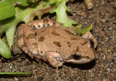 Cacosternum boettgeri