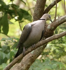 Streptopelia semitorquata