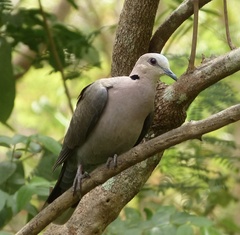 Streptopelia semitorquata