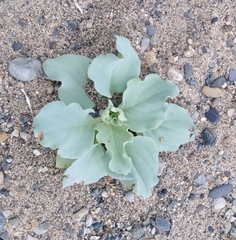 Mertensia simplicissima
