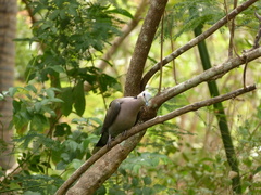 Streptopelia semitorquata