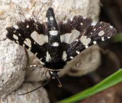 Pseudothyris sepulchralis