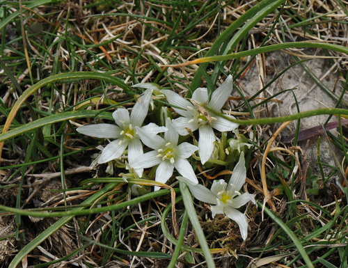 Image of Ornithogalum montanum by (c) Todd Boland, some rights reserved (CC BY)