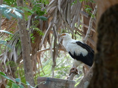 Gypohierax angolensis