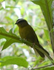 Kleinothraupis atropileus