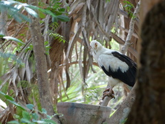 Gypohierax angolensis