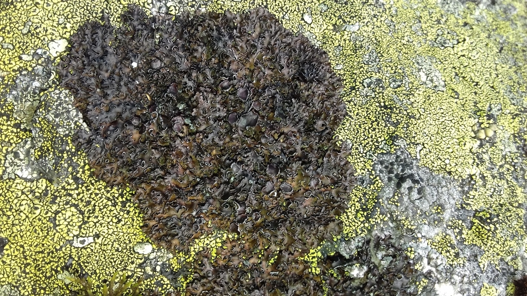 Intermingled Camouflage Lichen