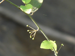 Capparis sepiaria