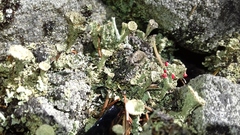 Cladonia coccifera