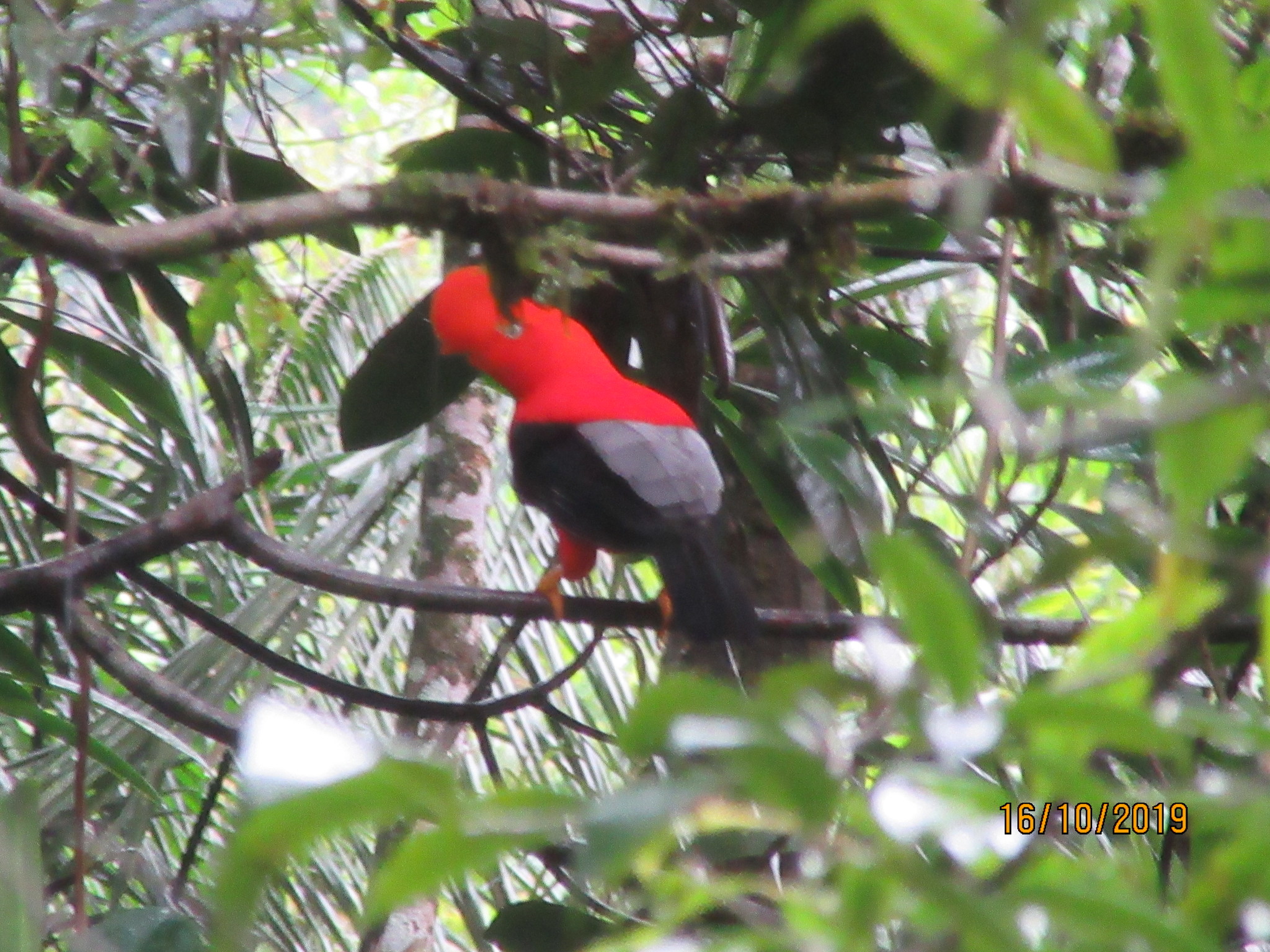 Andean Cock-of-the-rock illustration
