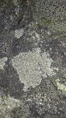 Lecanora sulphurea