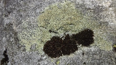 Lecanora sulphurea