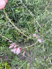 Gladiolus serpenticola