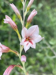 Gladiolus serpenticola