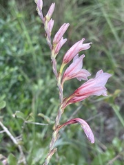 Gladiolus serpenticola