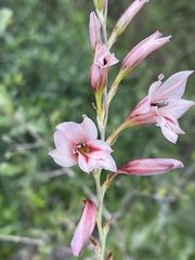 Gladiolus serpenticola