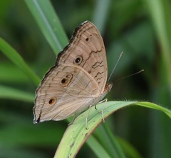 Junonia almana javana