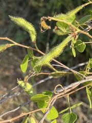 Rhynchosia atropurpurea