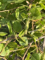 Rhynchosia atropurpurea
