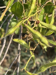 Rhynchosia atropurpurea