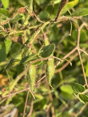 Rhynchosia atropurpurea