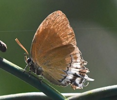 Eooxylides tharis distanti