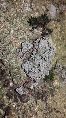 Stereocaulon vesuvianum