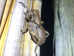 Enyaliopsis