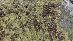 Umbilicaria polyphylla