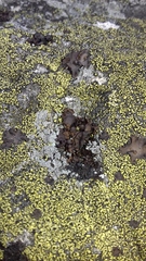 Umbilicaria polyphylla