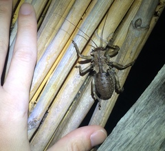 Enyaliopsis