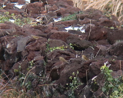 Anthus hodgsoni