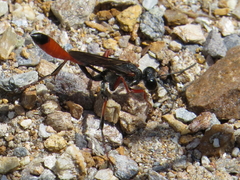 Ammophila heydeni