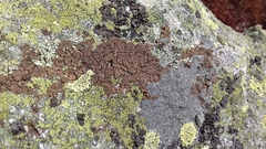 Acarospora nitrophila