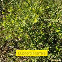 Euphorbia serrata