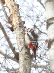 Dendrocopos major