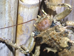 Enyaliopsis
