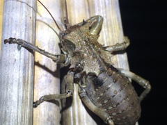 Enyaliopsis