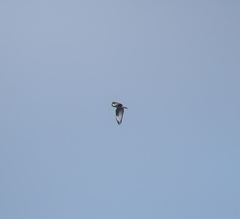 Buteo hemilasius