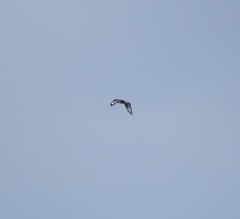 Buteo hemilasius