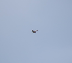 Buteo hemilasius