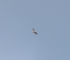 Buteo hemilasius