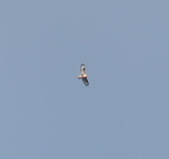 Buteo hemilasius