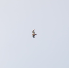 Buteo hemilasius