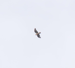 Buteo hemilasius