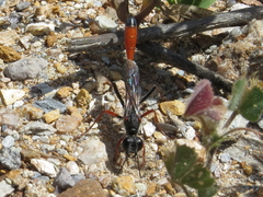 Ammophila heydeni