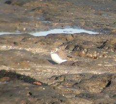Charadrius alexandrinus