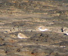 Charadrius alexandrinus