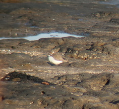 Charadrius alexandrinus