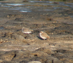 Charadrius alexandrinus